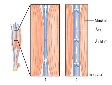 Illustrasjon av hvordan veneklaffer fungerer